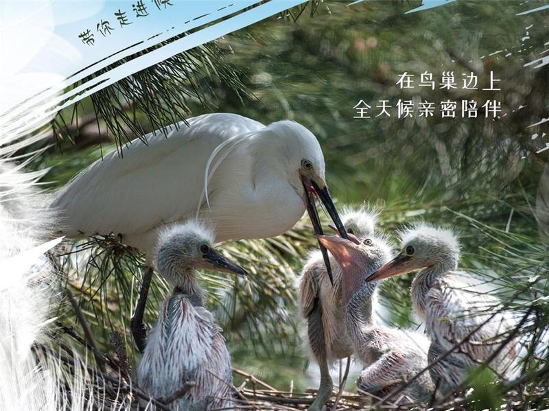 江门举办首届小鸟天堂观鸟生态节，五大活动抢先看