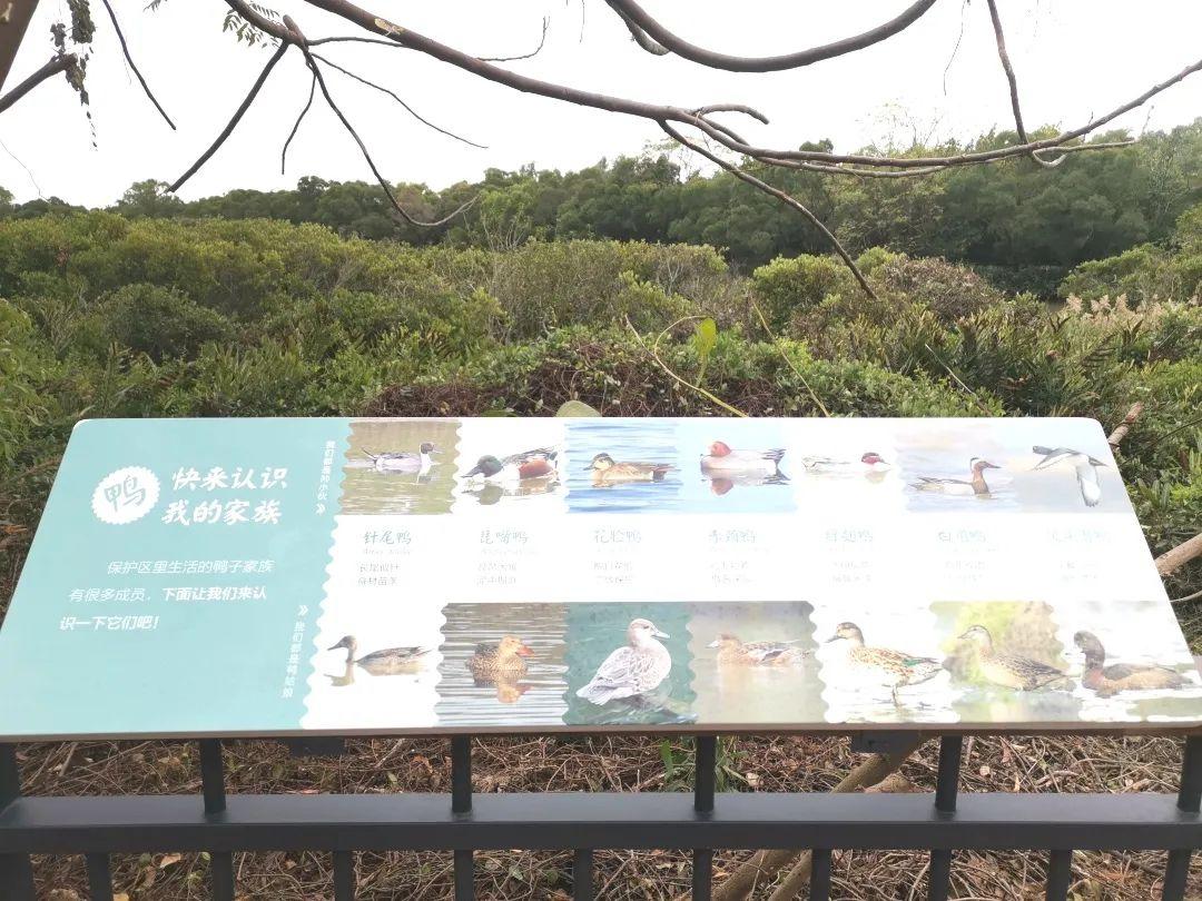 快来打卡福田这个观鸟长廊正式开放啦