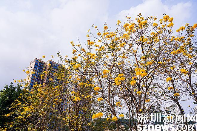 春分将至，人心温暖！盐田市民用黄花风铃木花瓣摆出“深圳加油”