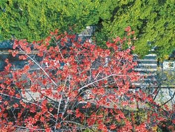 广州：迁移古树名木需报批并公示 擅自砍伐最高罚款200万元