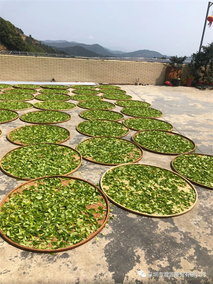 的潮汕绿茶饼"地上晒青"和"竹匾晒青"茶叶丰收的景象家家户户晒茶忙