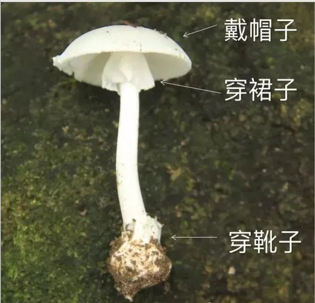 宝安疾控中心提醒您 路边的蘑菇一定要不“理”不“采”！