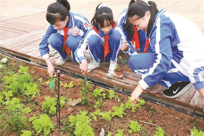 记者深入多所中小学探访特色劳动教育课程 劳动让深圳学子感受别样快乐