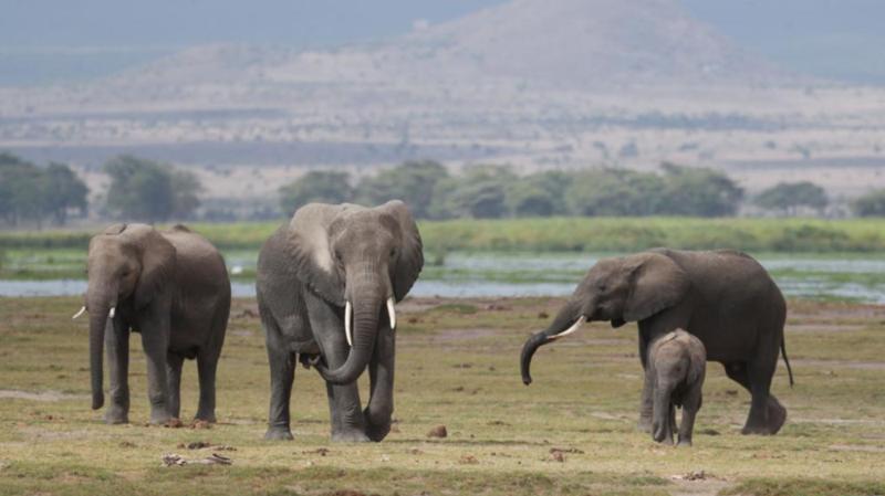 走进肯尼亚安博塞利国家公园