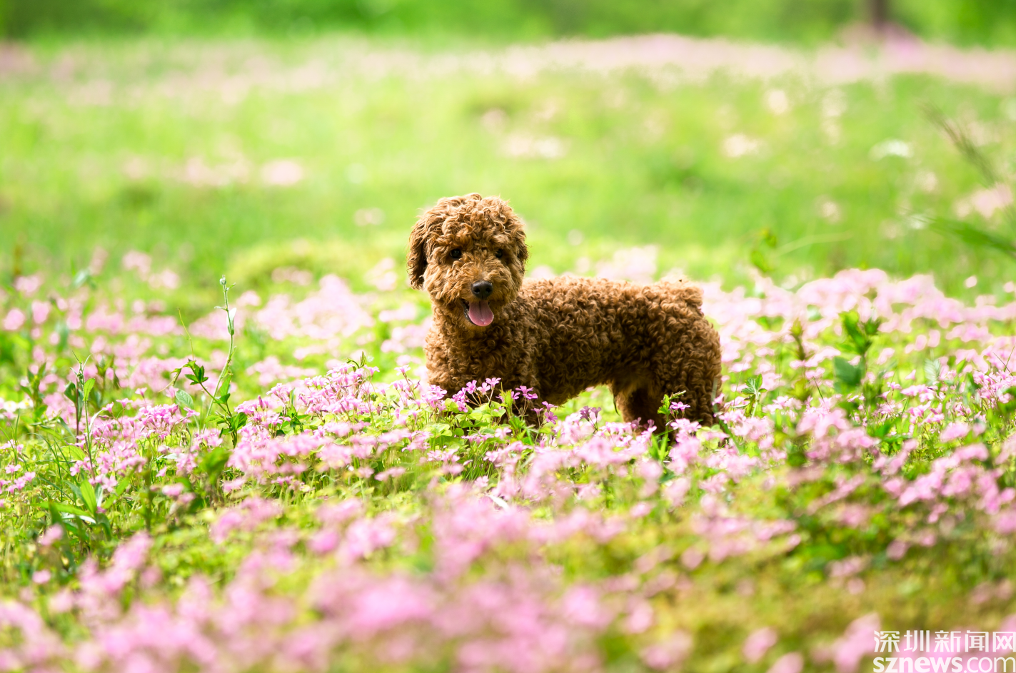 它被称为全网最会做饭的小猫咪,"上得厅堂,下得厨房"的料理猫王