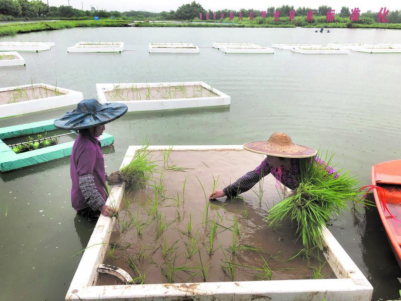 肇庆：水稻“长”在鱼塘上