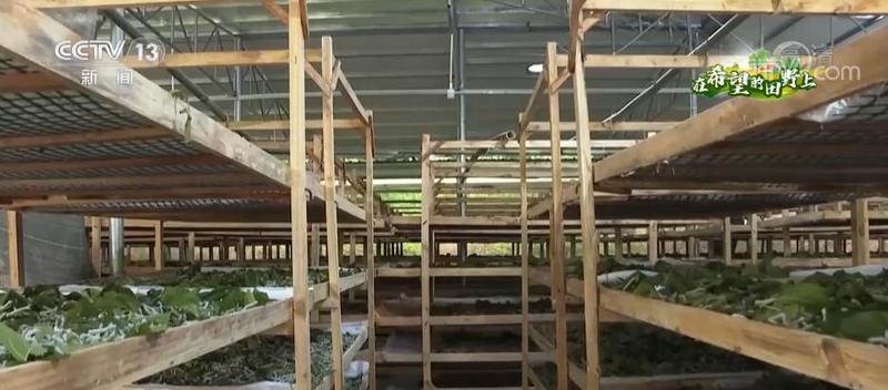 在希望的田野上 | 栽桑养蚕迎丰收 织出致富新“丝”路_深圳新闻网