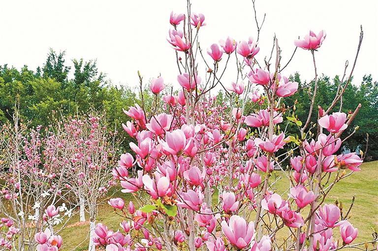 坪山区光祖公园木兰花绽放 朵朵花开春意浓_深圳新闻网