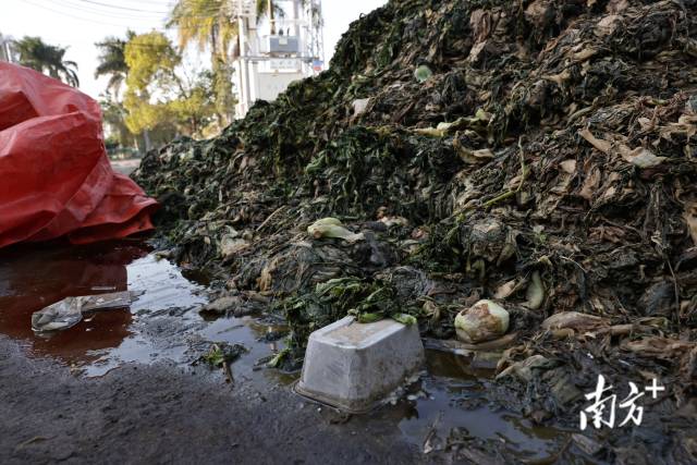堆积数天的芥菜混杂着污水和垃圾。  南方日报、南方+ 吴明 拍摄
