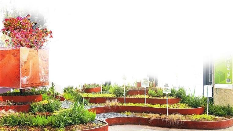 “把‘绿’带走”植物移栽公众活动亮相深港双年展 践行绿色修复理念 看城市棕地蝶变