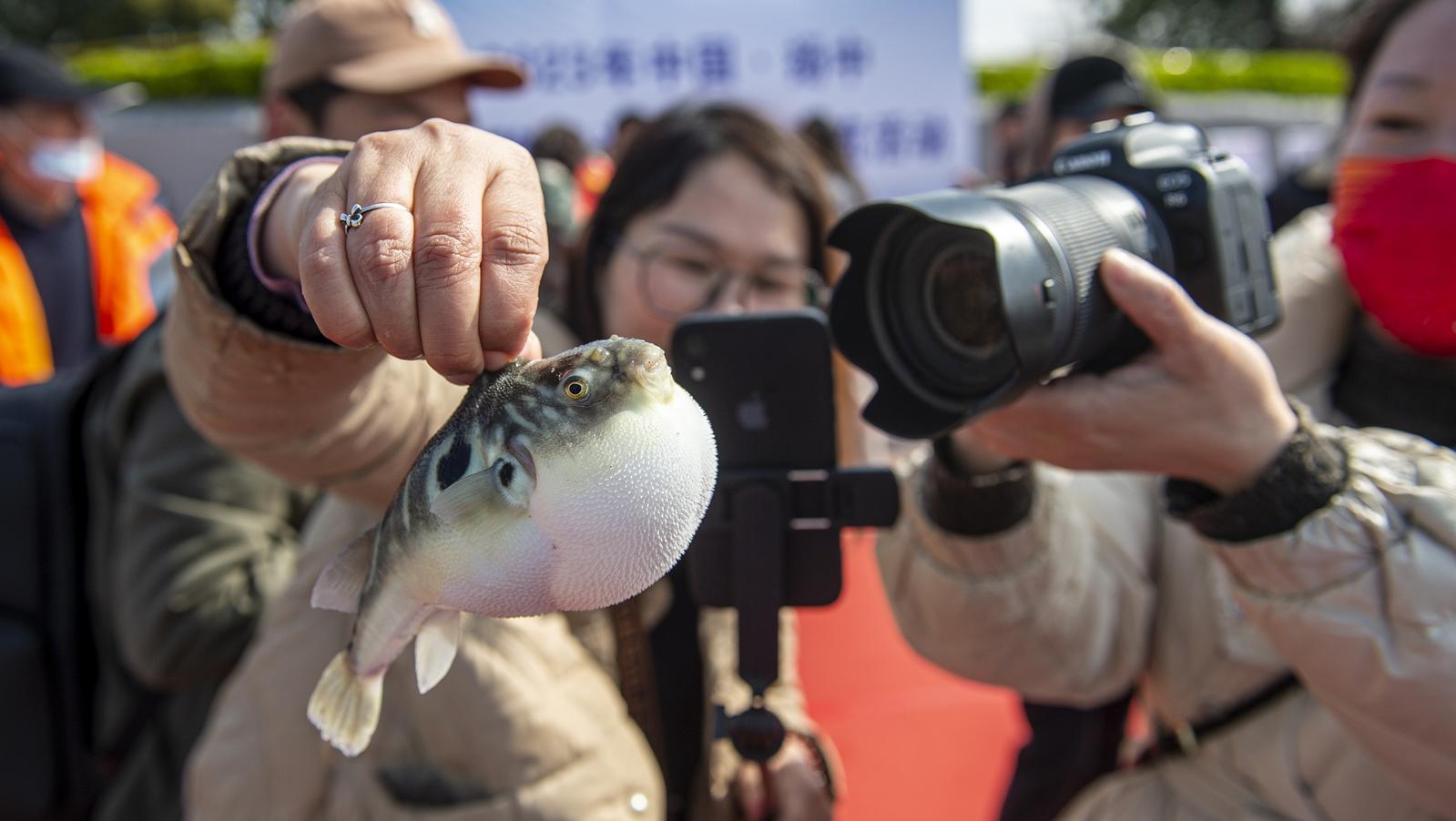 “正是河豚欲上时”！江苏扬中河豚迎来捕捞季，年产值达2亿元
