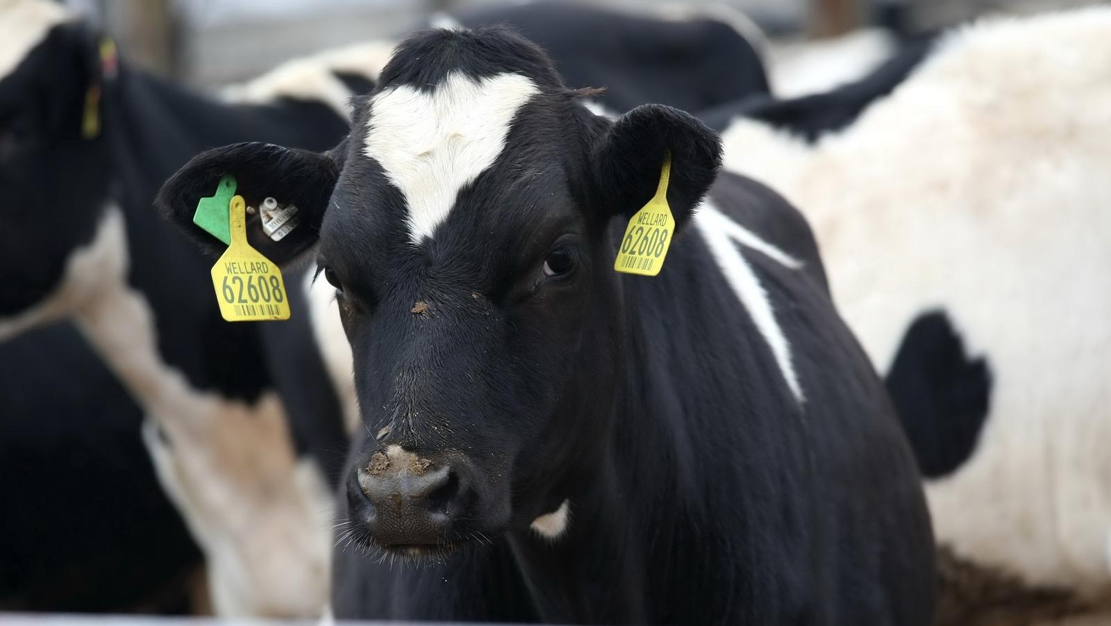 全程智能化操作，5G“饲养员”上线！数字牧场开启“云养牛”模式