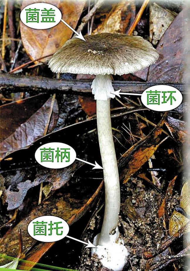 警惕舌尖上的诱惑 龙华疾控：踏春不采不吃野蘑菇！