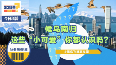 GO科普｜ 候鸟南归，深圳第一批“小可爱”你都认识吗