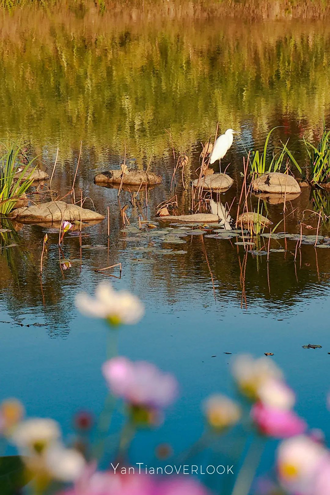 全深圳找不到第二个的高山森林湿地就在这