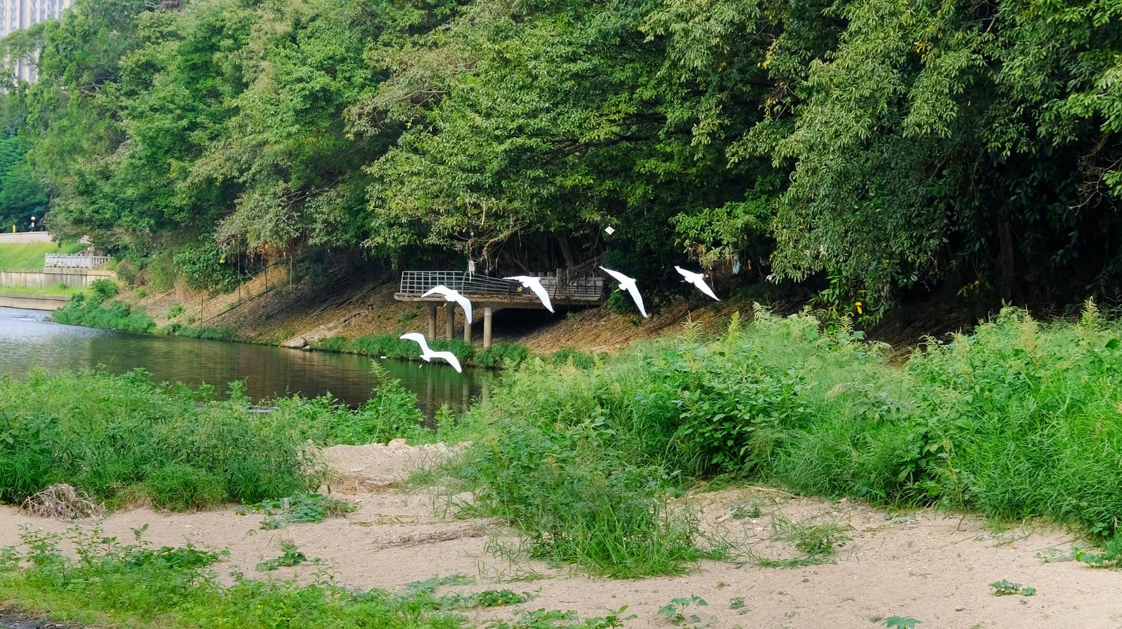 洪湖公园迎来候鸟迁徙季 人与候鸟共绘美丽生态画卷