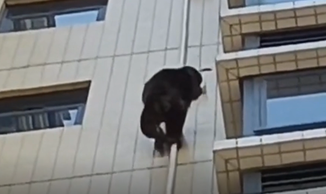 黑猩猩攀爬广东一居民楼？专家：是藏酋猴，下山觅食误入小区