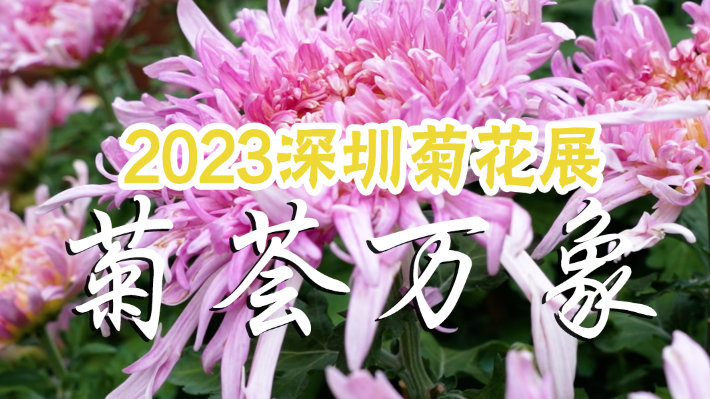 为期10天四区联动 “菊荟万象”第39届深圳菊花展12月20日开展