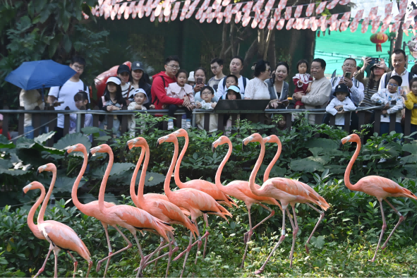 深圳野生动物园动物乐享“2024新年大餐”