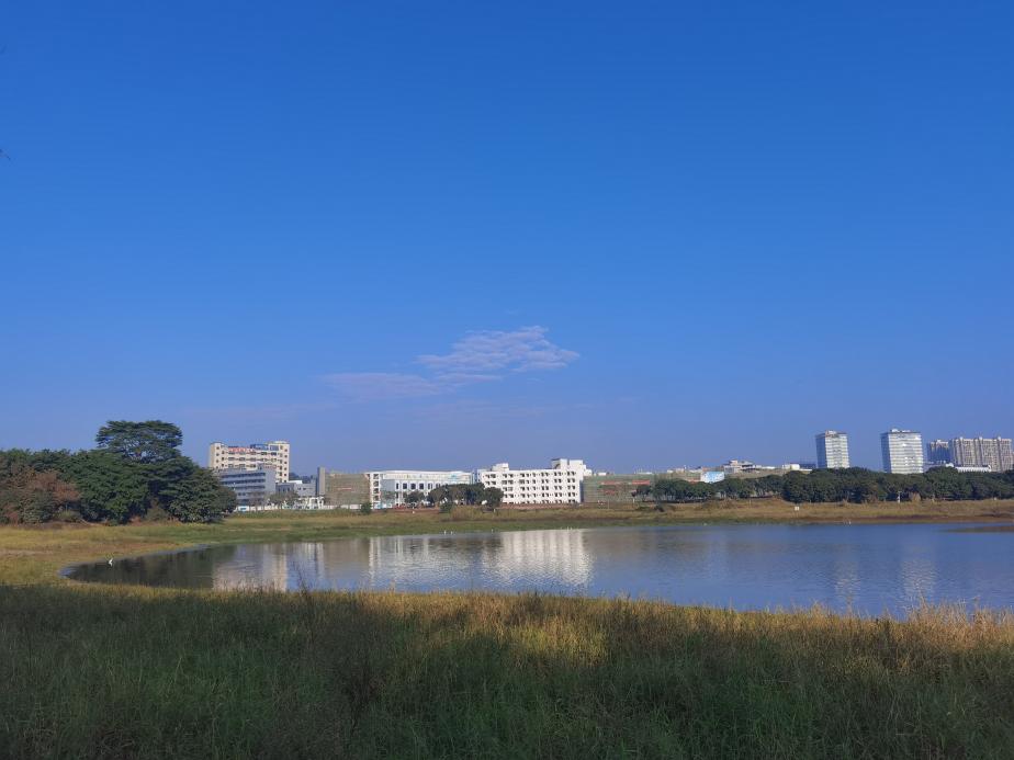 光明区明湖公园出现死鱼?回应来了!_深圳新闻网