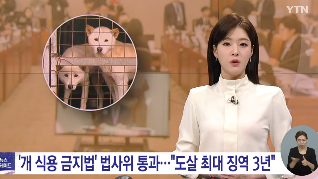 韩国通过禁食狗肉法案：以食用目的宰杀将获刑，设3年缓冲期
