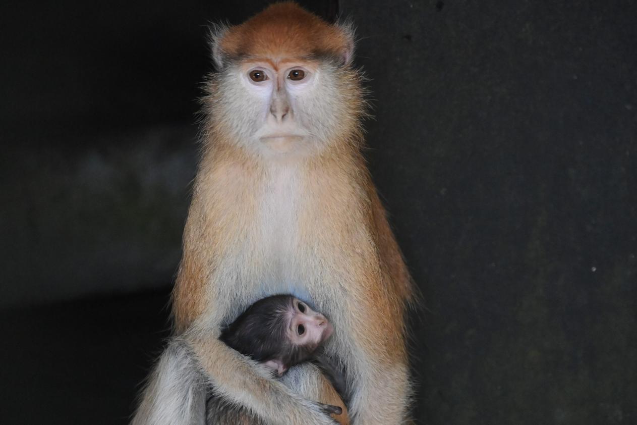 深圳野生动物园赤猴新添“萌娃”