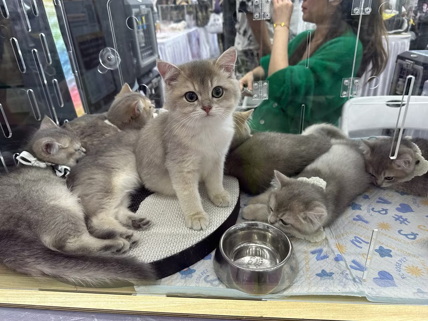 第11届中国(深圳)国际宠物用品展览会开幕 宠物行业供需两旺_深圳新闻