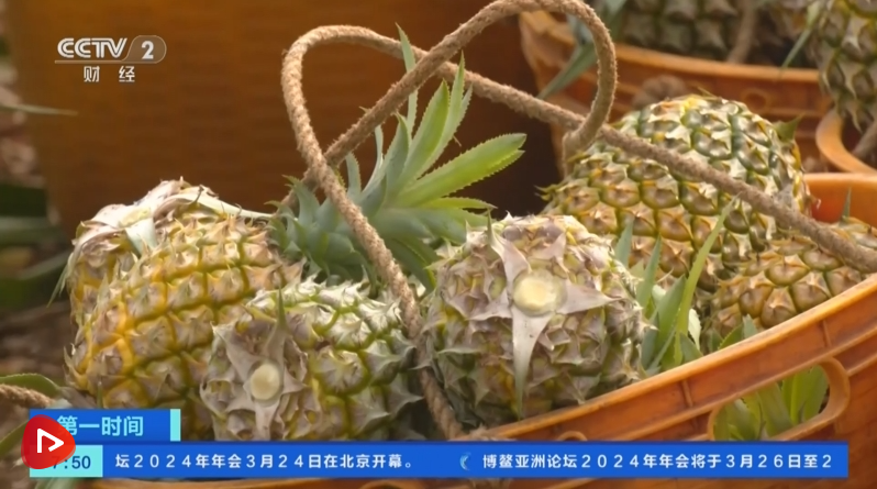 广东徐闻35万亩菠萝采收种植户瞄准海外市场
