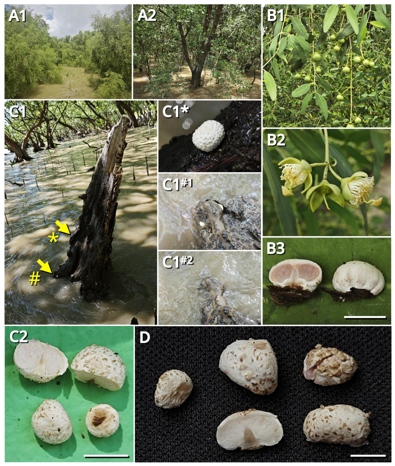 全球首次发现！深圳西湾红树林现新物种“海洋蘑菇”