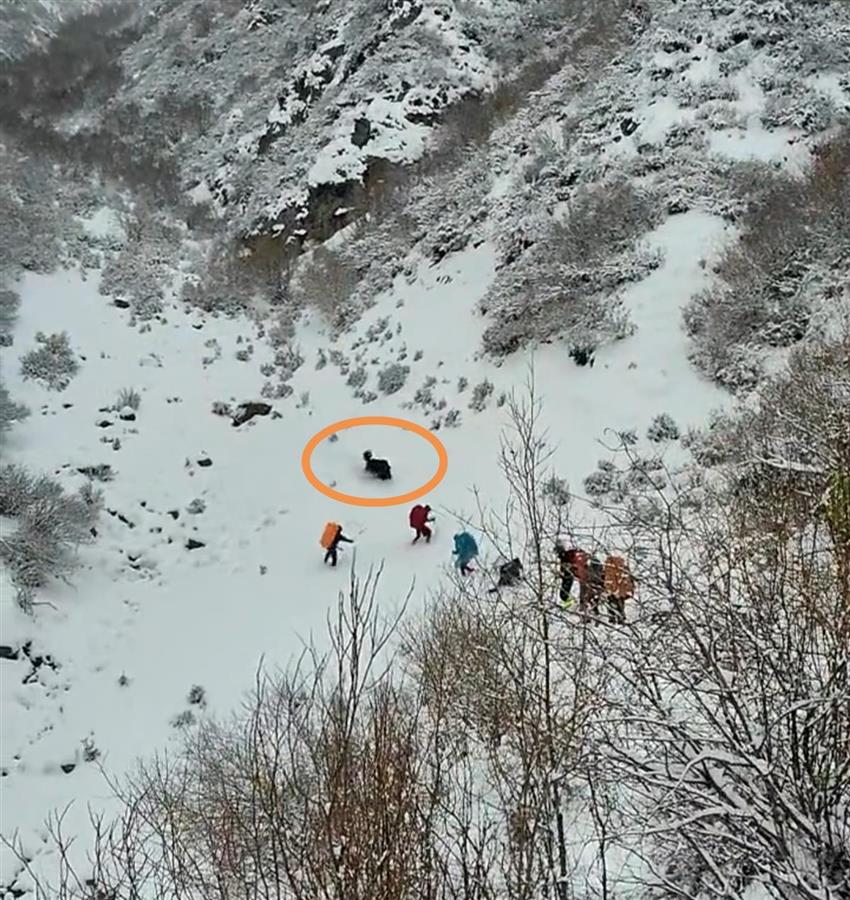博主发视频称登山队在雪地遭野牦牛攻击，官方回应