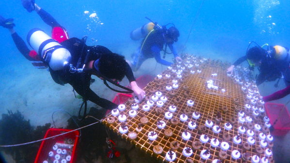 渔粤向未来·珊盟海誓 深圳渔博会珊瑚认养潜水种植活动再度来袭！