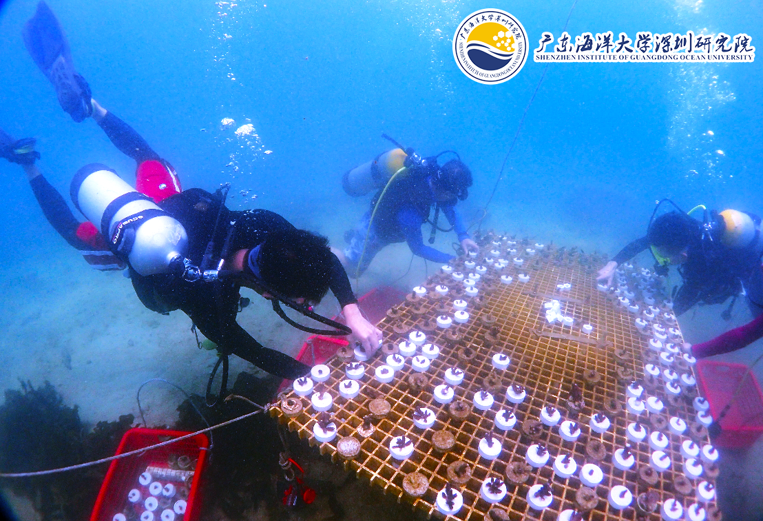 深圳渔博会珊瑚认养潜水种植活动再度来袭