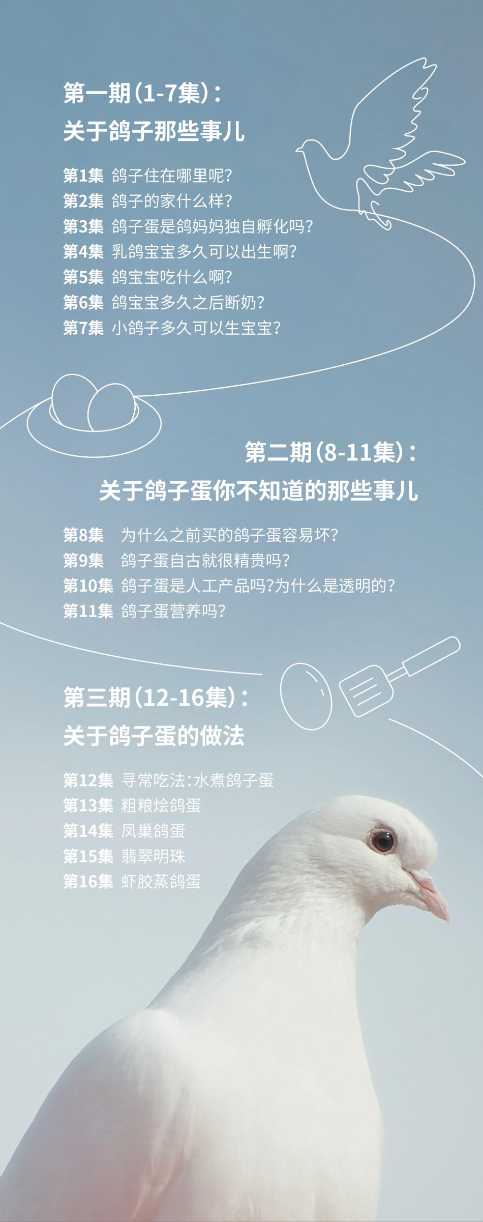 关于鸽子的那些事儿