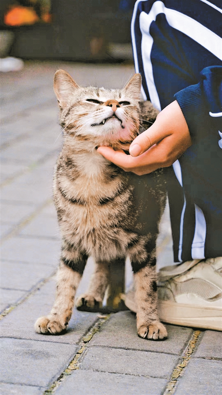 中学生建社团帮助流浪猫 大学生毕设瞄准犬只治理 花式关爱“毛孩子” 深圳学子获点赞_深圳新闻网
