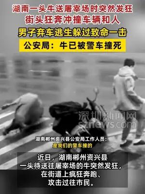 湖南一头牛送屠宰场时突然发狂撞人 男子弃车逃生躲过致命一击