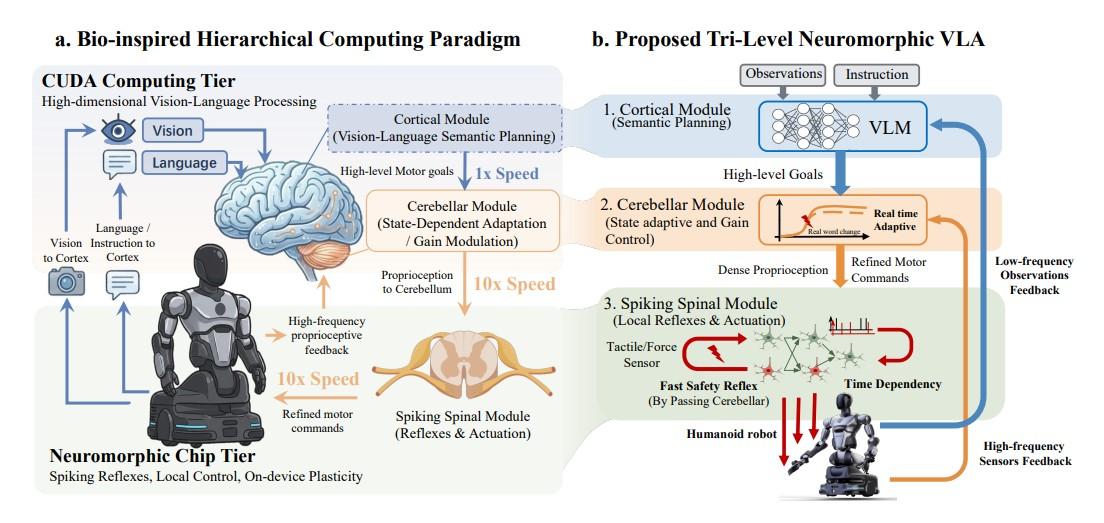 类脑模型NeuroVLA1.jpg