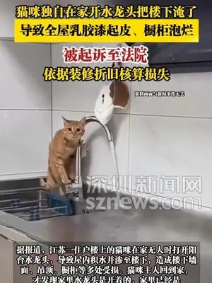 猫咪独自在家开水龙头把楼下淹了