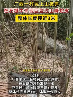广西一村民上山拔笋捡到3米长巨型过山峰蛇皮