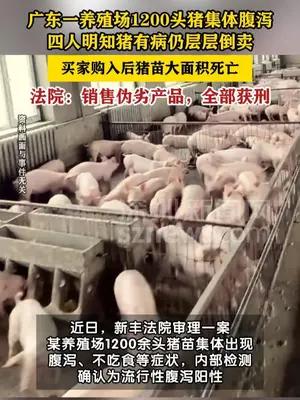 养殖场1200头猪苗集体腹泻，四人明知猪带病仍倒卖获刑