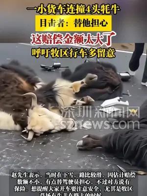 一小货车连撞4头牦牛，目击者：替他担心，这赔偿金额太大了