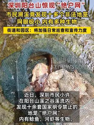 深圳市民阳台山溯溪发现十多个“绝户网” 内有多种生物