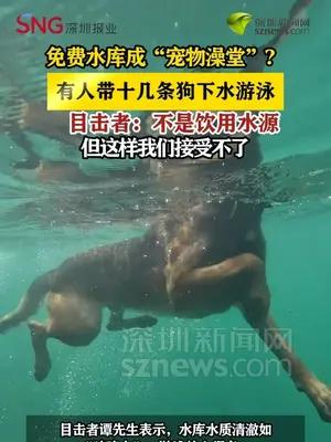 绍兴景区水库有人带十几条狗下水洗澡