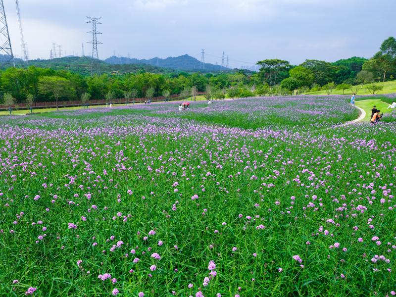 DSCF6661.jpg