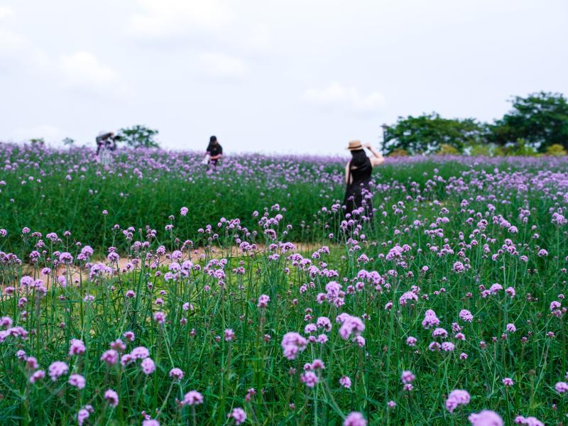 DSCF6679.jpg