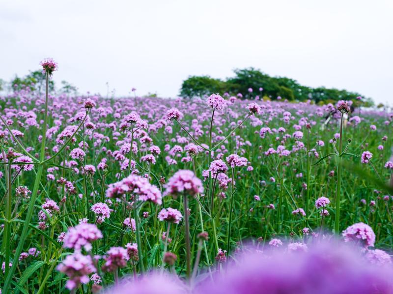 DSCF6700.jpg