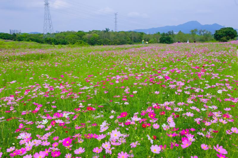 DSCF6888.jpg