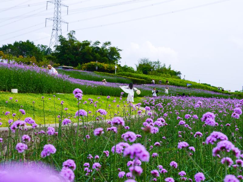 DSCF6693.jpg
