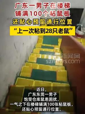 广东一男子放100个粘鼠板铺满楼梯