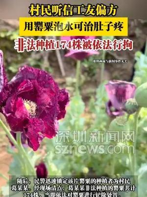 村民听信偏方用罂粟泡水可治肚子疼，非法种植174株被依法行拘