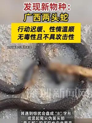 新物种广西两头蛇被发现